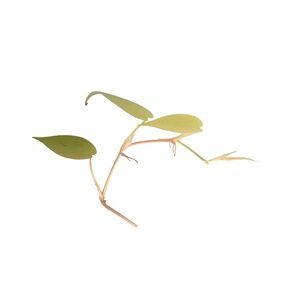 An Optimistic Gift: Neo & Brazil Pothos with Sagittarius - Limited Time Offer